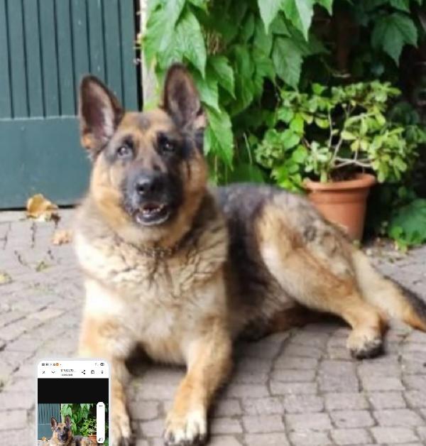 Pastore Tedesco 10Anni Salvato Denutrito Anni Fa..pavia