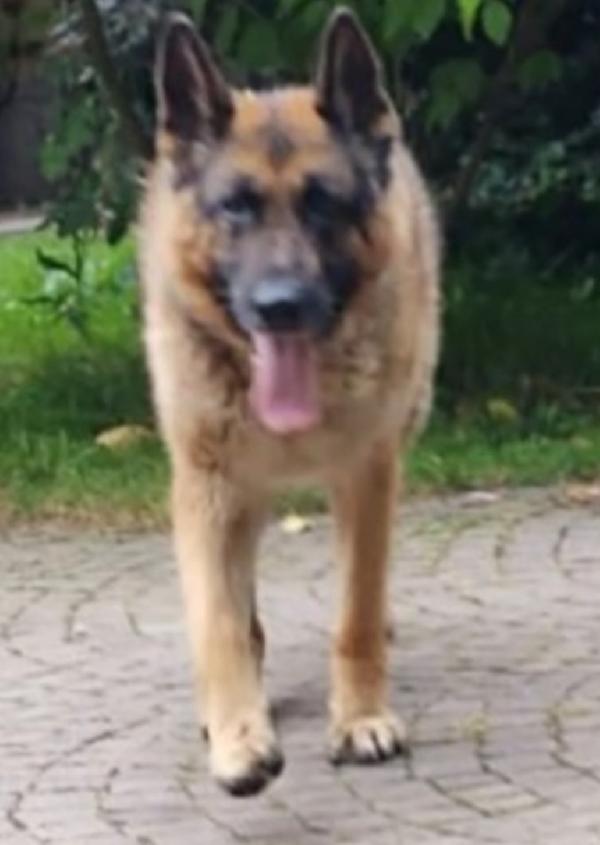 Pastore Tedesco 10anni salvato denutrito anni fa..PAVIA Foto 2