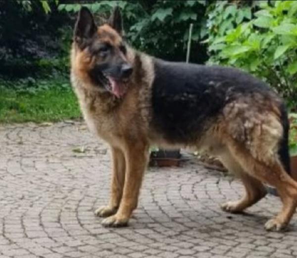 Pastore Tedesco 10anni salvato denutrito anni fa..PAVIA Foto 3