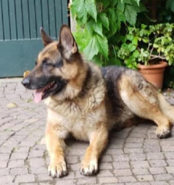 Pastore Tedesco 10anni salvato denutrito anni fa..PAVIA Foto 4