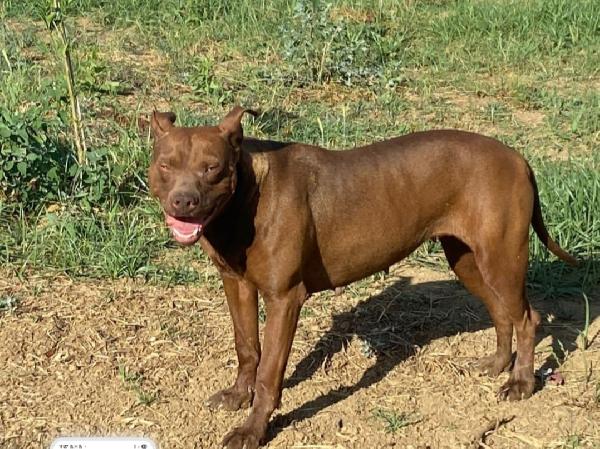 Zena Pitbull Red Nose 4Anni Da Tempo In Box.cosenza