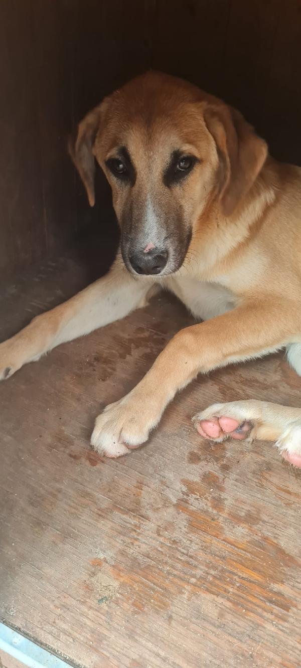 Max Splendido Cucciolo Cerca Casa 