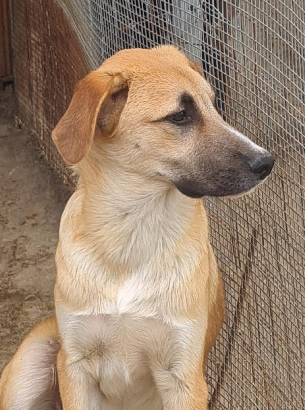 Max splendido cucciolo cerca casa  Foto 2