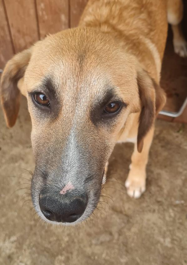 Max splendido cucciolo cerca casa  Foto 3