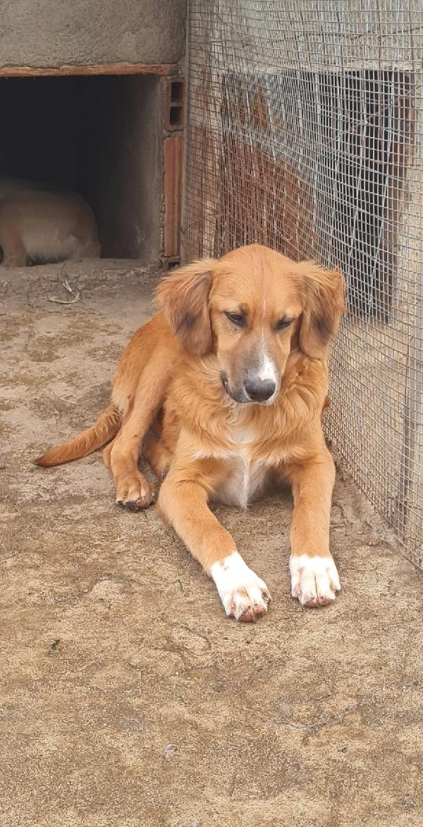 Tyson Splendido Super Soffice Cucciolo Cerca Casa 