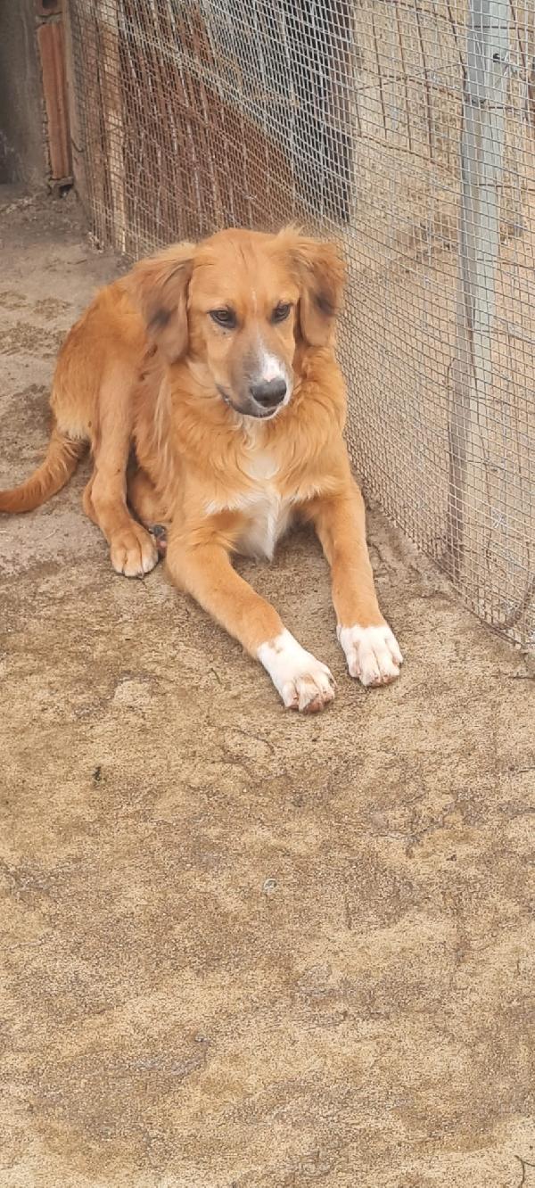 Tyson splendido super soffice cucciolo cerca casa  Foto 2