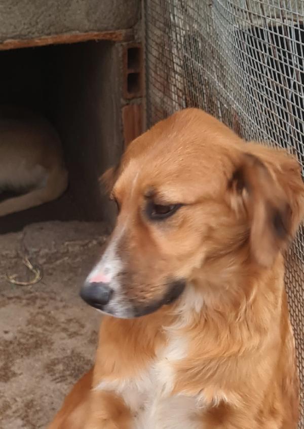 Tyson splendido super soffice cucciolo cerca casa  Foto 3