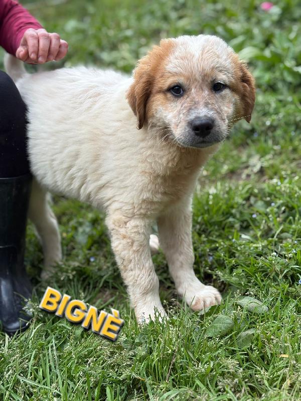 Una Mamma Per Bignè 