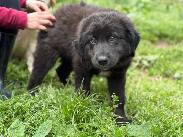 Una Mamma Per Brownie 