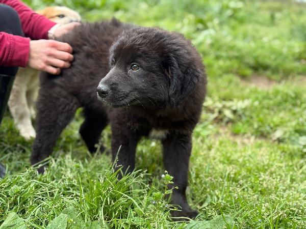 UNA MAMMA PER BROWNIE  Foto 2