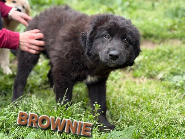 UNA MAMMA PER BROWNIE  Foto 3