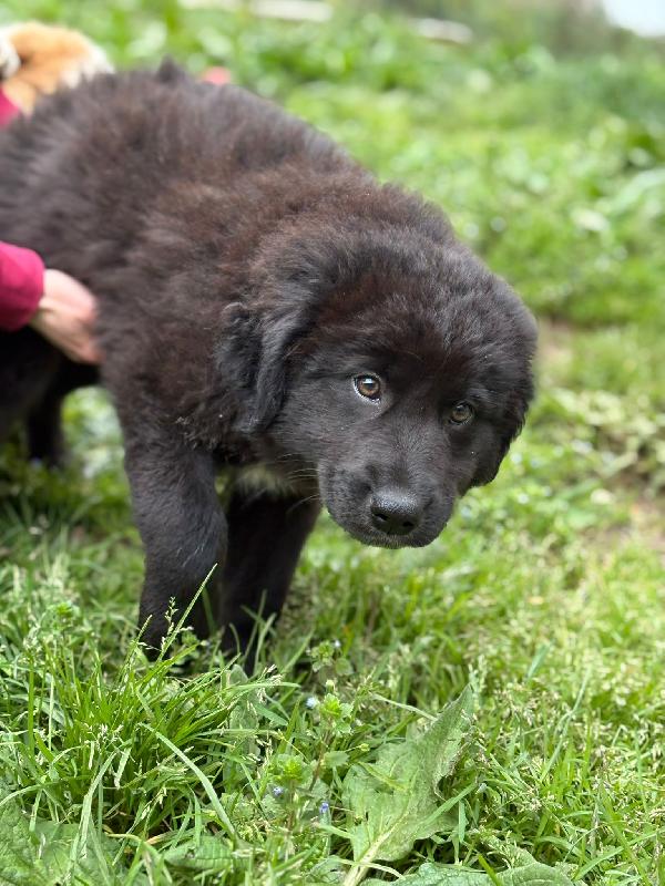 UNA MAMMA PER BROWNIE  Foto 4