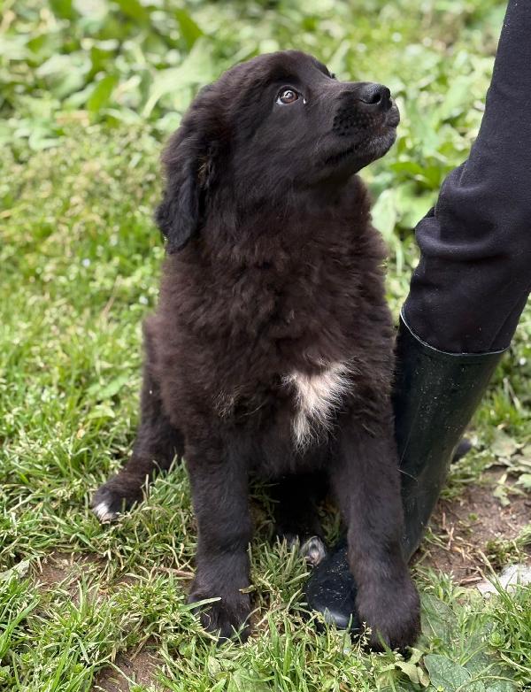 UNA MAMMA PER BROWNIE  Foto 5