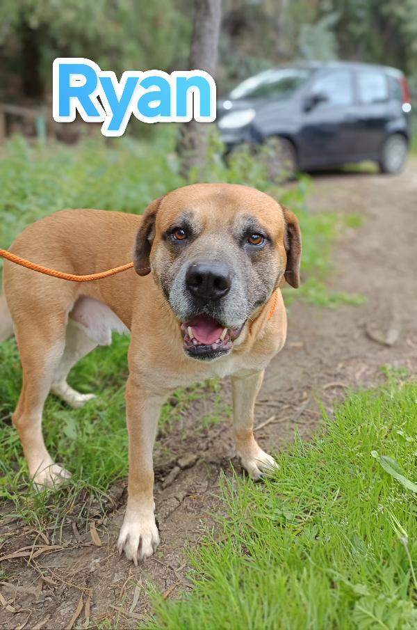 Ryan Mix Cane Corso In Adozione