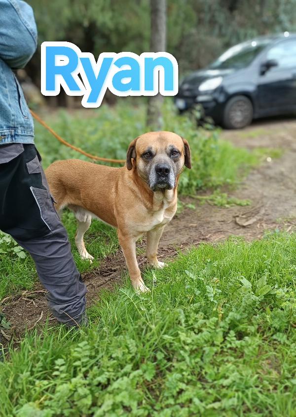 Ryan mix cane corso in adozione Foto 2