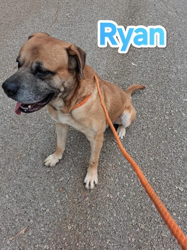 Ryan mix cane corso in adozione Foto 3