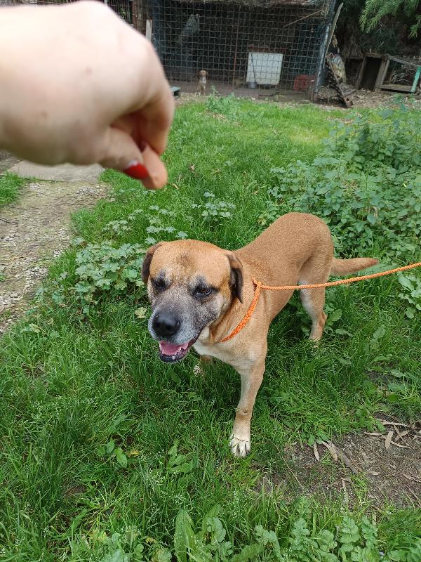 Ryan mix cane corso in adozione Foto 4