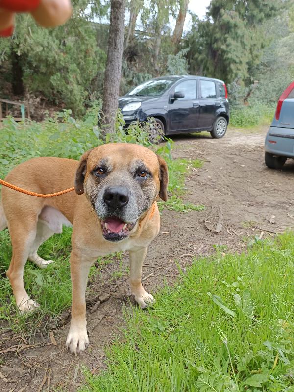 Ryan mix cane corso in adozione Foto 5