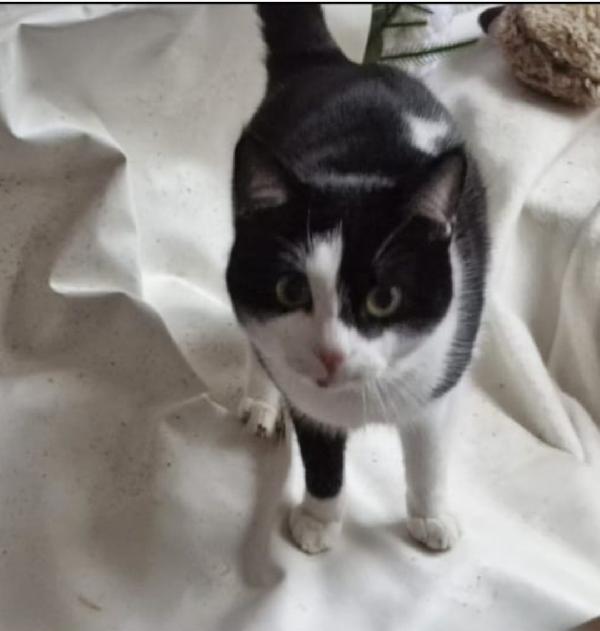 Micia Nera/Bianca 9Mesi Voghera(Pv)