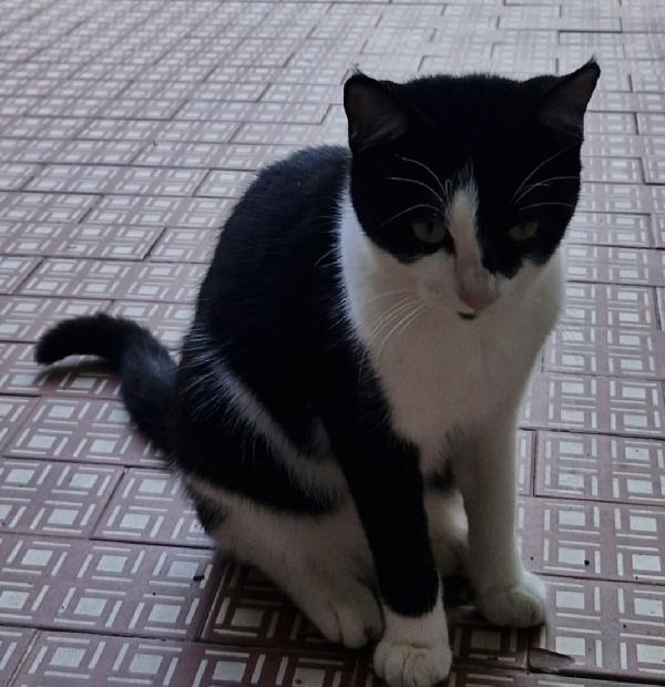 Micia nera/bianca 9mesi VOGHERA(PV) Foto 2