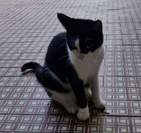 Micia nera/bianca 9mesi VOGHERA(PV) Foto 3