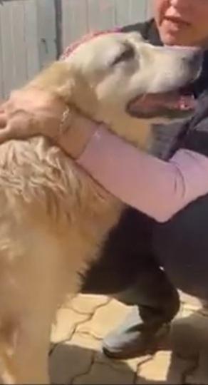 Mix Golden 7anni ENTRATO IN CANILE A 3MESI! CALABRIA Foto 3