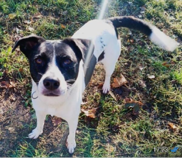 Polka 5anni tg media salvata 3anni fa MILANO Foto 7