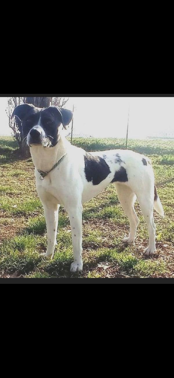 Polka 5anni tg media salvata 3anni fa MILANO Foto 9