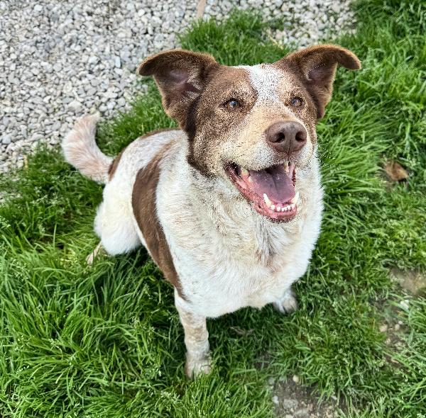 Kikka 4 anni Taglia media  Foto 4