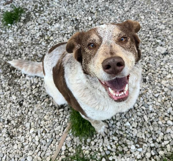 Kikka 4 anni Taglia media  Foto 5