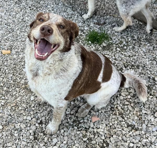 Kikka 4 anni Taglia media  Foto 6