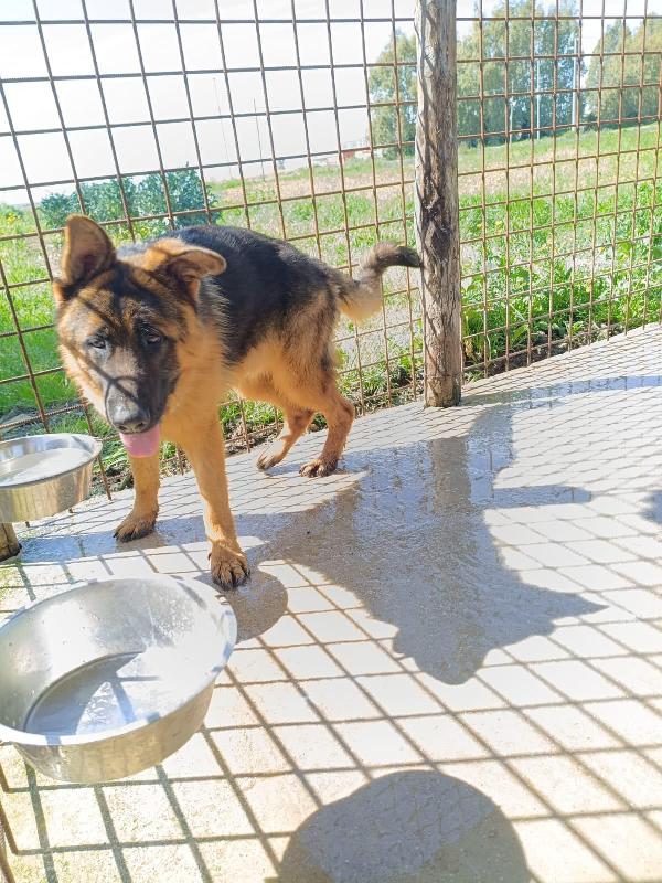 Arek: cucciolone pastore tedesco socievole e dolce Foto 2