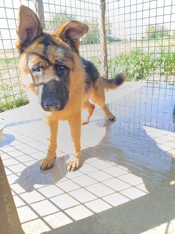 Arek: cucciolone pastore tedesco socievole e dolce Foto 4