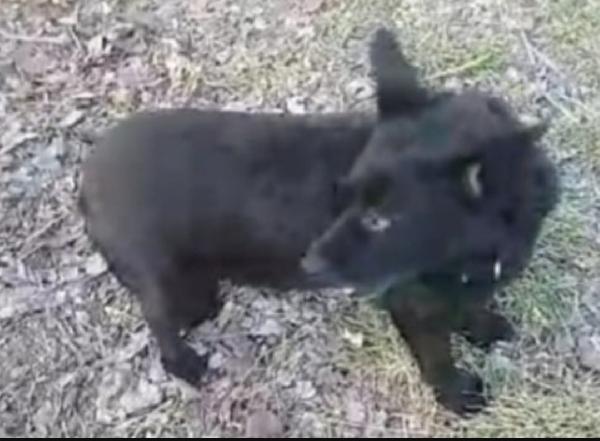 Lucky,nero,8anni,tg piccola ADOZIONE DEL CUORE. OVADA Foto 4