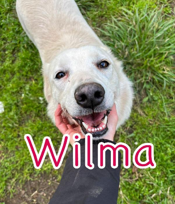 Wilma.. Aspetta Te