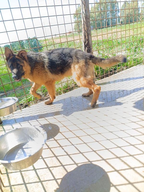 Arek Splendido Cucciolotto Pastore Tedesco Cerca Casa 