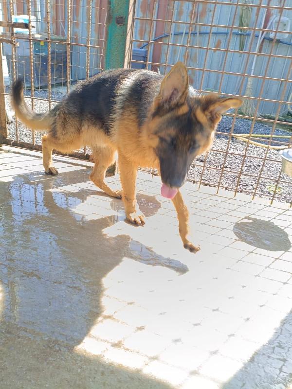 Arek splendido cucciolotto pastore tedesco cerca casa  Foto 4