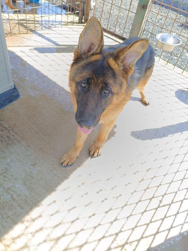 Arek splendido cucciolotto pastore tedesco cerca casa  Foto 5