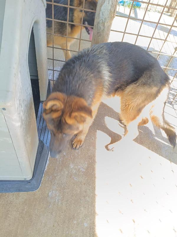 Arek splendido cucciolotto pastore tedesco cerca casa  Foto 6