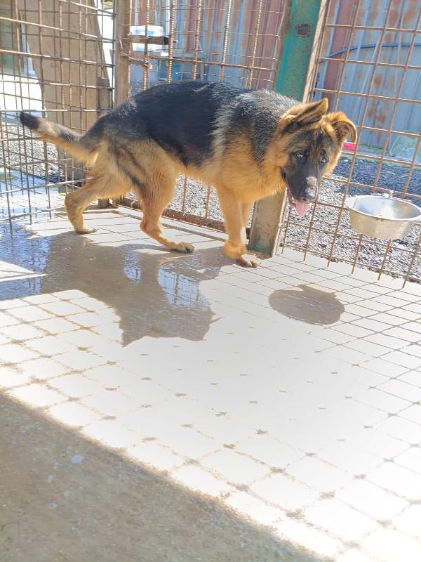 Arek splendido cucciolotto pastore tedesco cerca casa  Foto 8