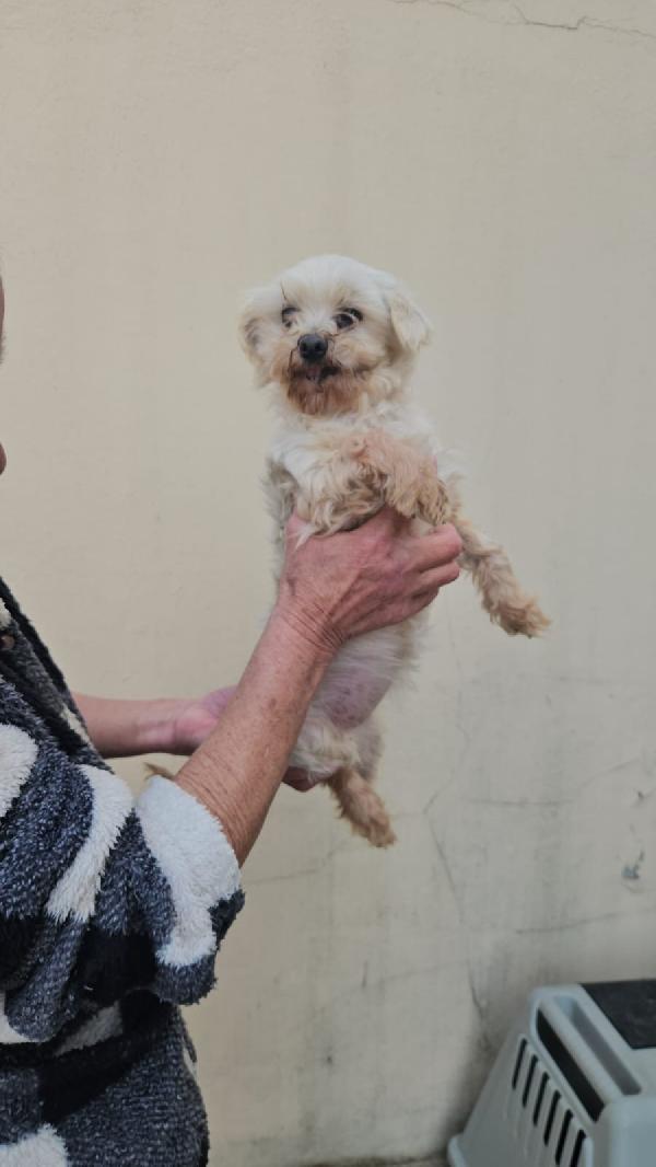 Chioma splendida maltesina taglia piccola  Foto 2