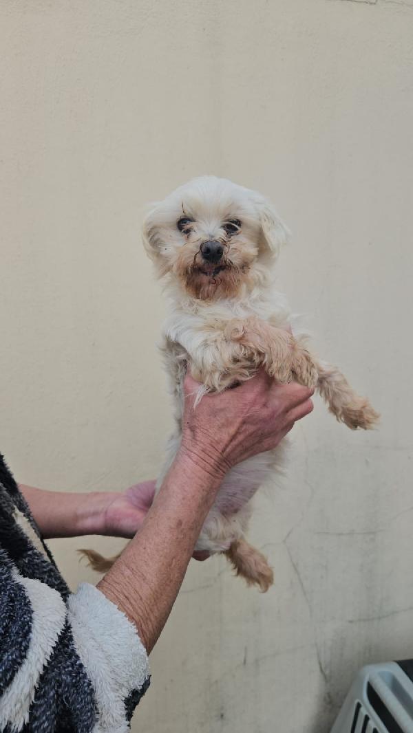 Chioma splendida maltesina taglia piccola  Foto 3