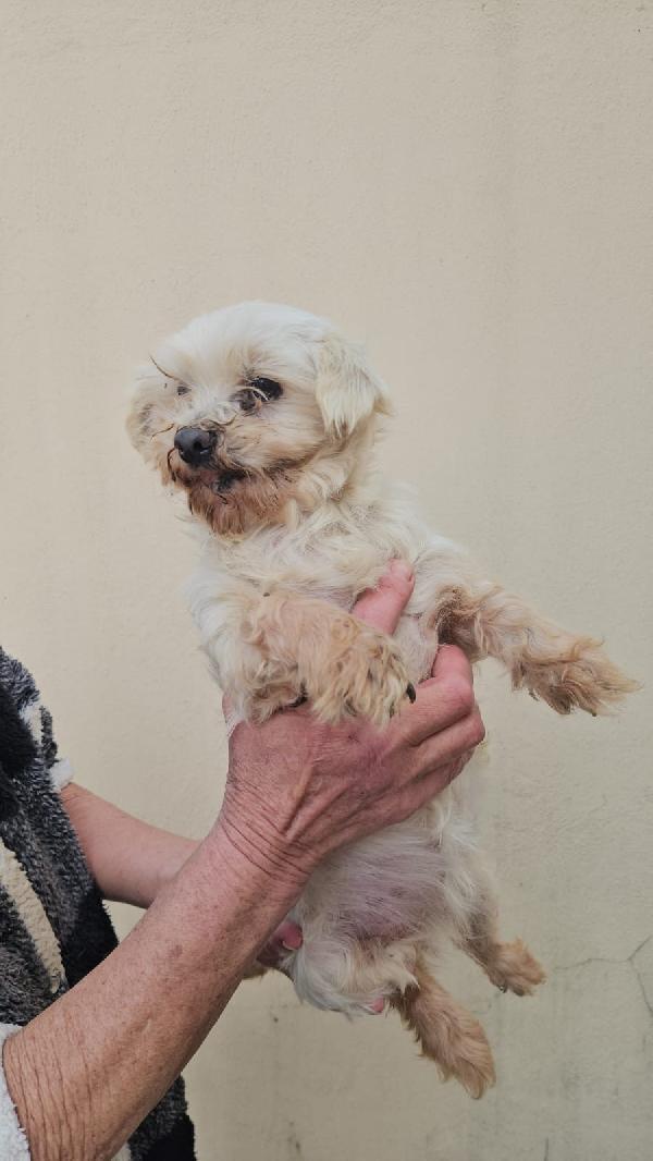 Chioma splendida maltesina taglia piccola  Foto 4