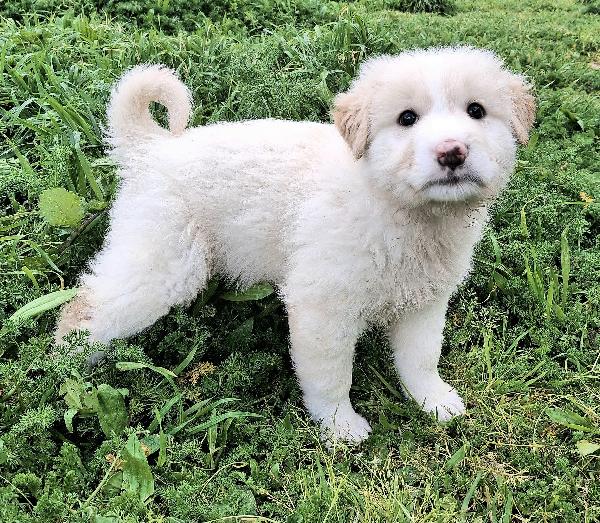 Dexter 2 Mesi Taglia Media Grande 