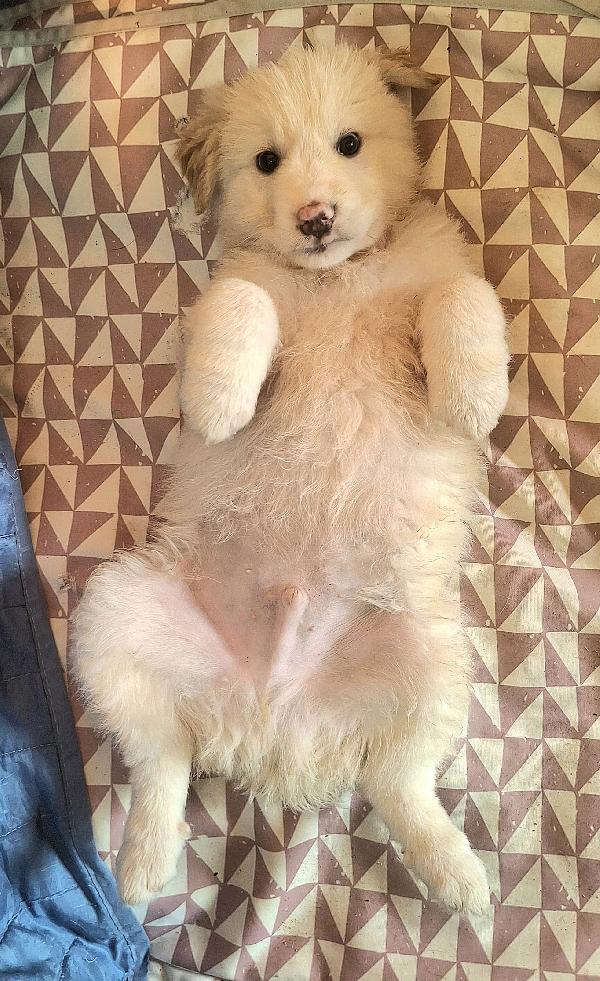 Dexter 2 mesi taglia media grande  Foto 2