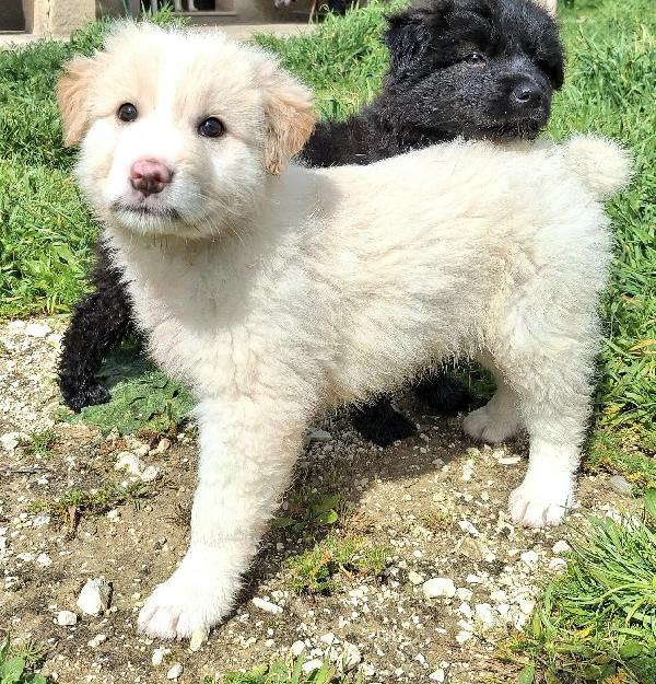 Dexter 2 mesi taglia media grande  Foto 3