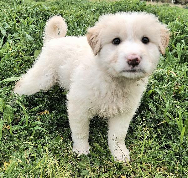 Dexter 2 mesi taglia media grande  Foto 4