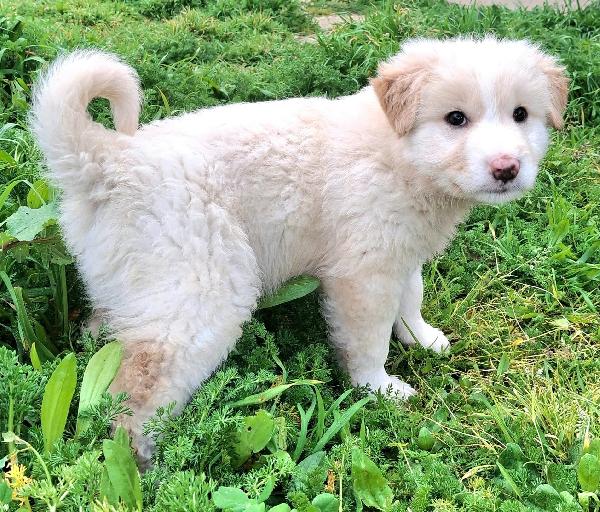 Dexter 2 mesi taglia media grande  Foto 5