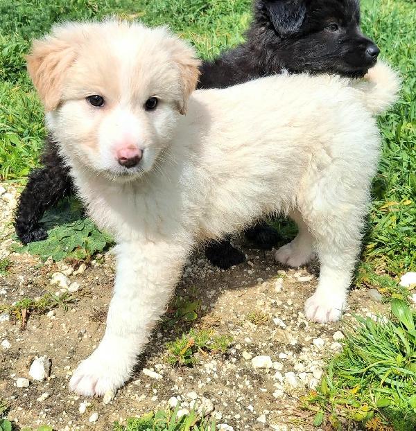 Dexter 2 mesi taglia media grande  Foto 6