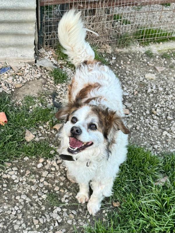 Birillo 4 anni Taglia piccola  Foto 2